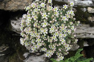 Sedum dasyphyllum (1) (1200 x 799)